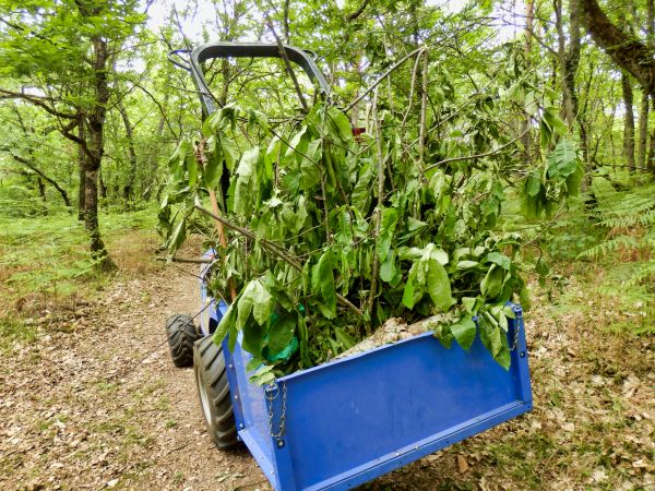 Debris Pile Clearing