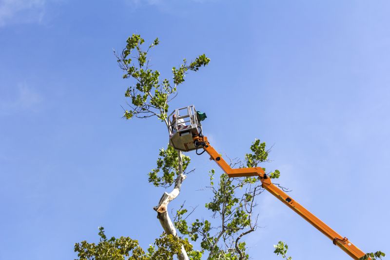 Tree Branch Cleanup