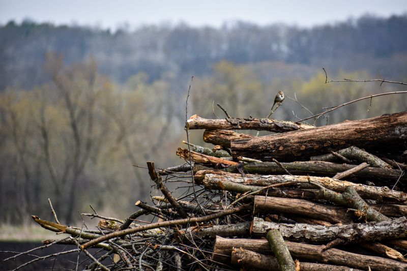 Brush Cleanup Service in Ventura County, CA