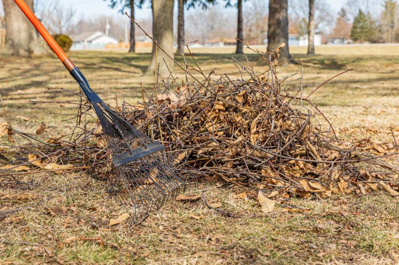 Tree Branch Cleanup