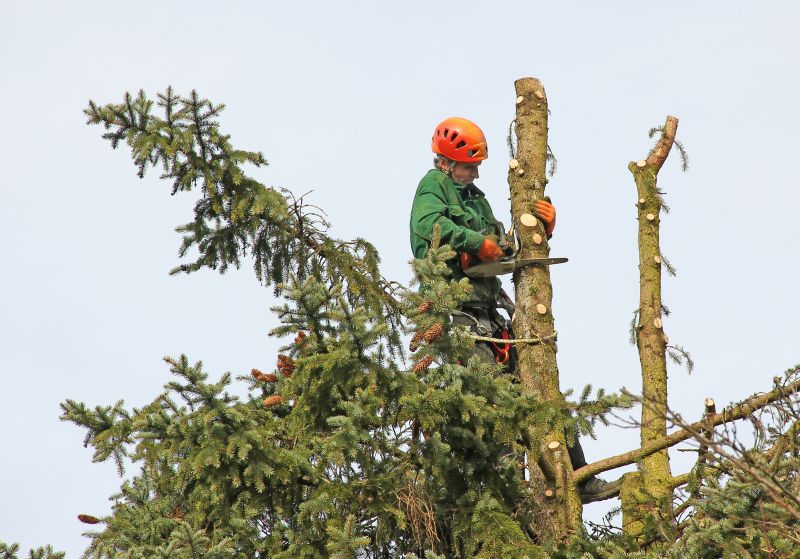 Arborist at Work