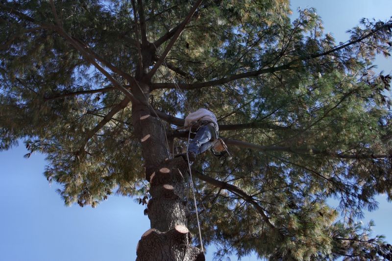 Commercial Tree Maintenance