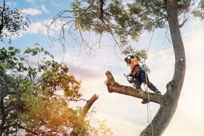 Tree Care Consultation