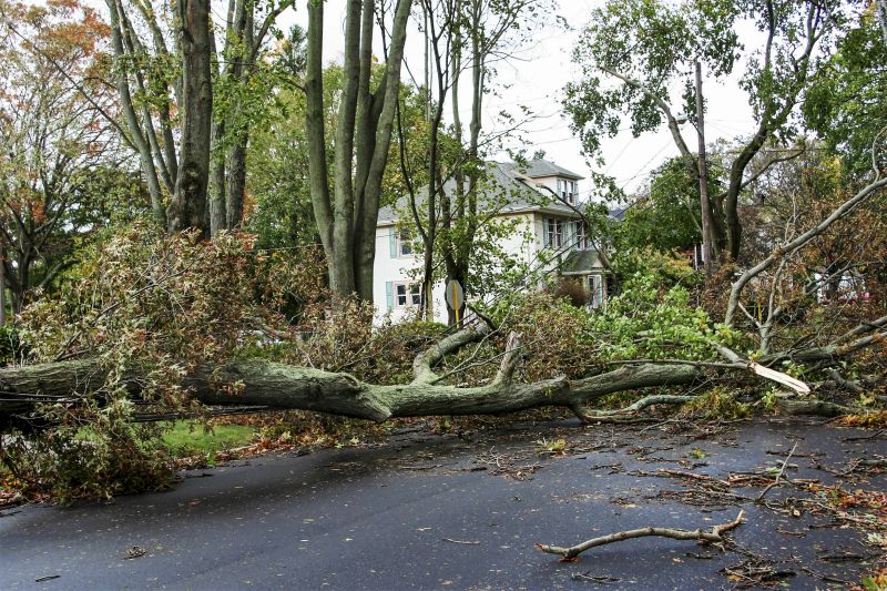 Post-Storm Tree Inspection