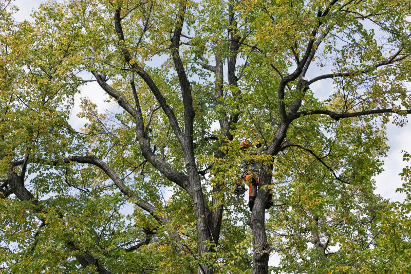 Ongoing Tree Maintenance